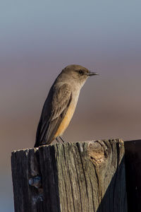 Close-up of bird perching on wooden post