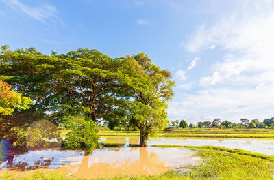 Scenic view of trees by lake against sky