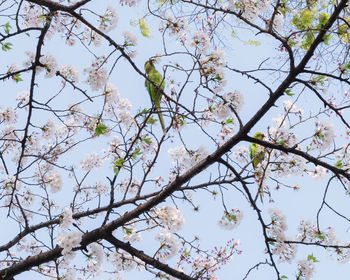 Low angle view of cherry blossoms against sky