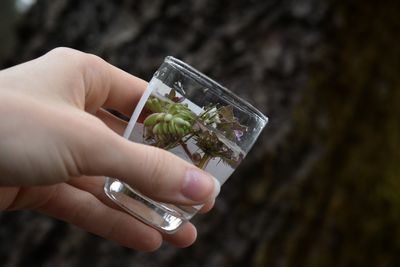 Cropped hand of person holding glass with plant