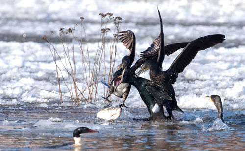 Birds in a lake