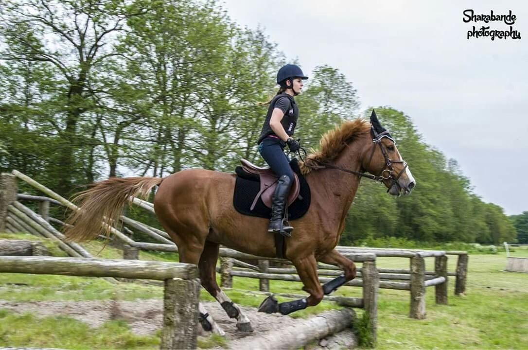 domestic animals, horse, mammal, animal themes, working animal, one animal, full length, standing, livestock, sky, herbivorous, tree, two animals, field, lifestyles, men, togetherness, horseback riding