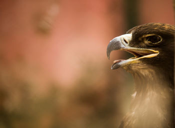 Close-up of eagle