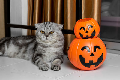 Cat sitting in a box