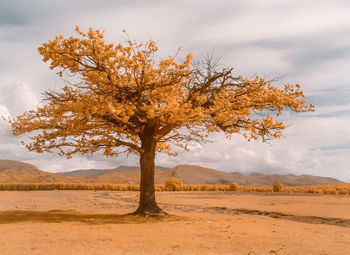 Tree on field against sky