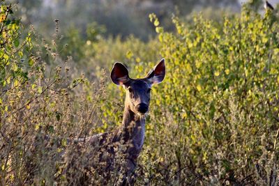 Startled sambar deer standing in field