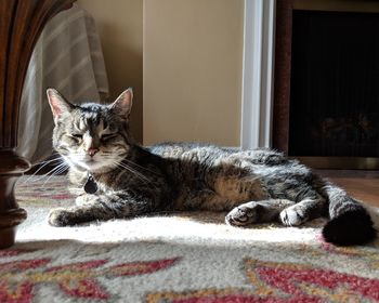 Portrait of cat resting on bed at home