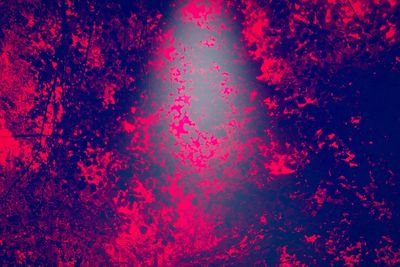 Low angle view of illuminated plant against sky at night