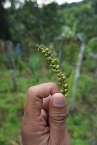 Freshly picked green peppercorns, held in one hand