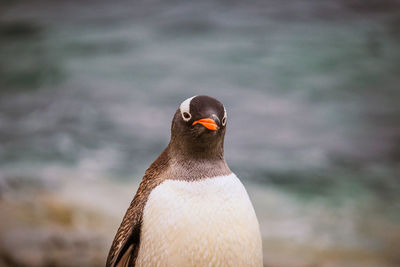 Close-up of bird