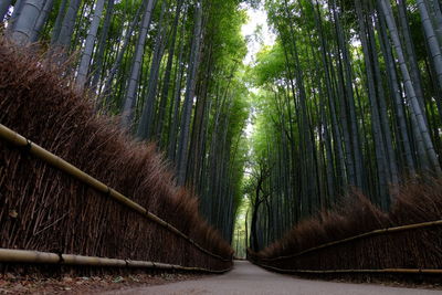 Footpath amidst of bamboo groves in forest