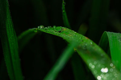 Close-up of water drops on blade of grass