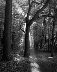 Road passing through forest