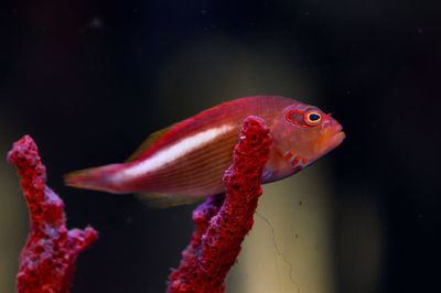 Close-up of red fish and coral in water seen through glass tank in aquarium