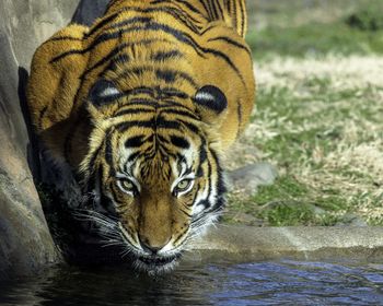 Close-up of tiger