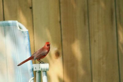 Close-up of bird perching on wood