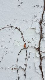 Full frame shot of tree