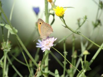 Close-up of honey bee on flower