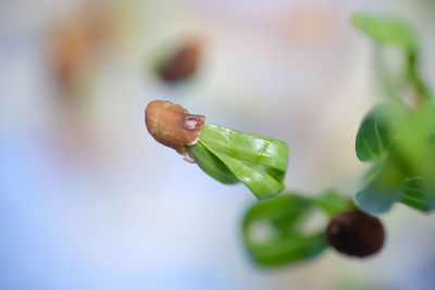 Close up of water spinach sprouts. hydroponic water spinach in vegetable basin.