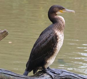 Close-up of bird perching on wood in lake