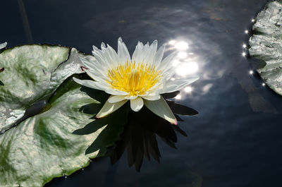 Close-up of lotus water lily in lake