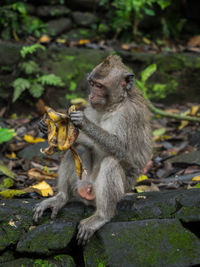 Monkeys sitting outdoors