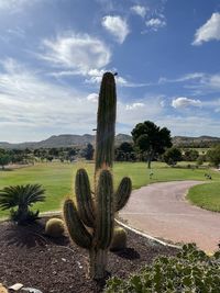 Cactus growing on field against sky