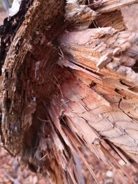 Full frame shot of tree trunk