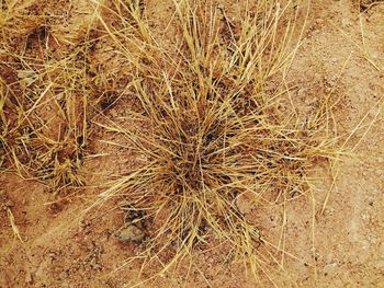 Close-up of dried plant on field