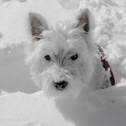 Portrait of dog in snow