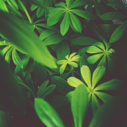 Close-up of green leaves