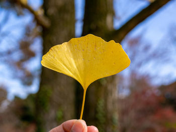 Close-up of hand holding yellow flower