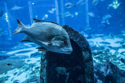 Fish swimming in aquarium