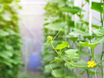 Melon branch with green leaves and yellow flowers in greenhouse farm.