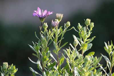 Close-up of flowers