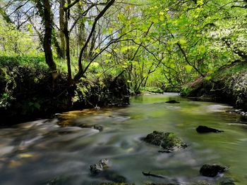 Scenic view of river in forest