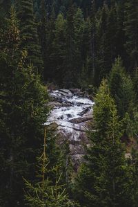 Pine trees in forest