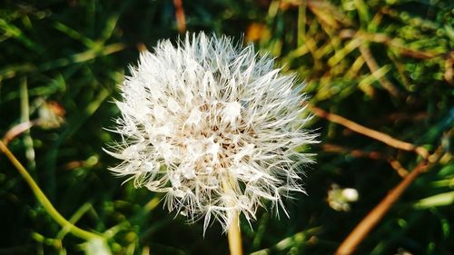 Close-up of dandelion