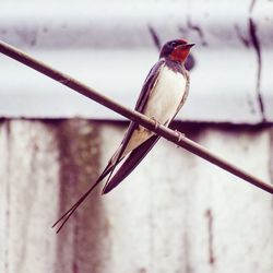 Close-up of bird perching on leaf