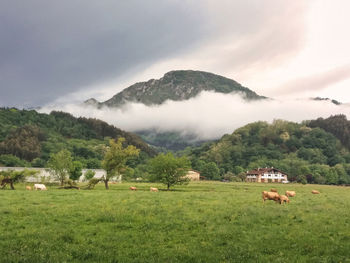 Scenic view of field against sky