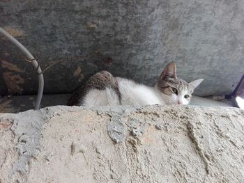 Portrait of cat sitting outdoors