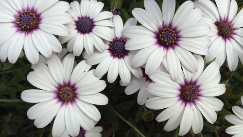 Close-up of daisy flower