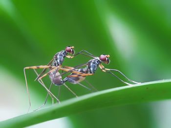 Close-up of insect on leaf