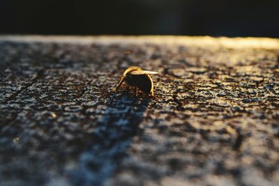 Macro close up of fly on surface