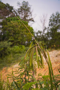 Close-up of plant growing on field against sky