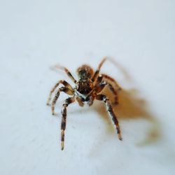 Close-up of spider