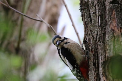 Close-up of woodpecker perching on tree trunk