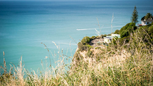 Plants growing on beach
