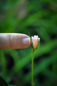 Close-up of hand holding twig