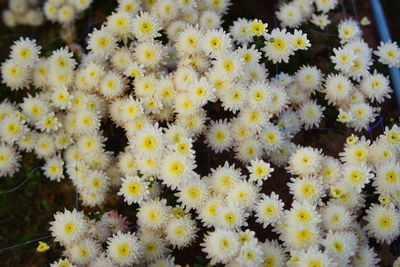 Close-up of yellow flowering plant